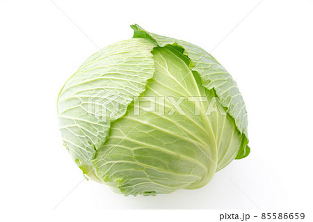 キャベツ 85586659