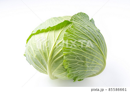 キャベツ 85586661