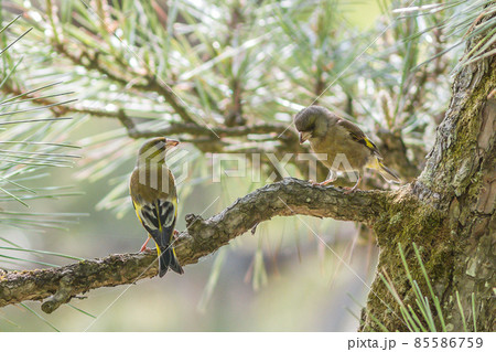 カワラヒワ 85586759