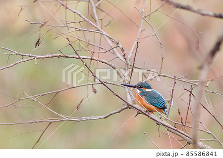 カワセミ　翡翠　 85586841
