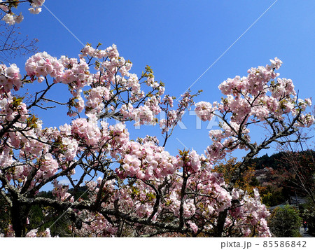 吉野の八重桜 85586842