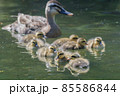 カルガモ親子 85586844