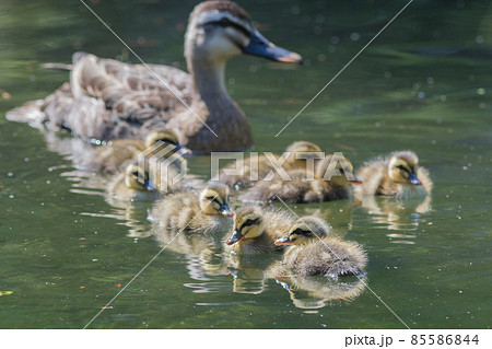 カルガモ親子 85586844