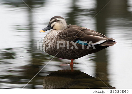 カルガモ 85586846