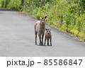 カモシカ親子 85586847