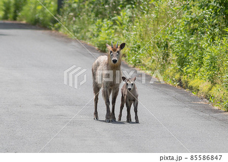 カモシカ親子 85586847