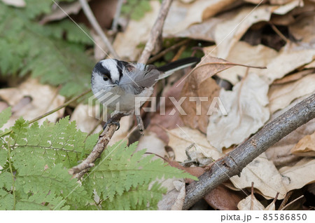 エナガ巣材運び 85586850