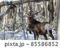エゾシカ 85586852