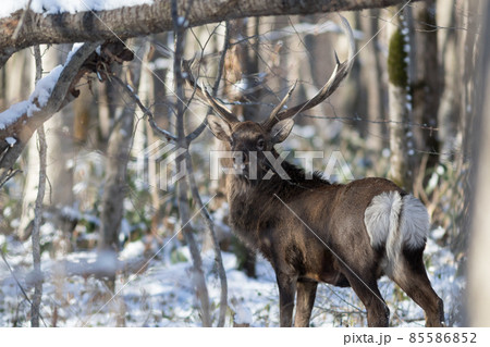 エゾシカ 85586852