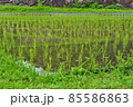 田植えが終わったばかりの田んぼ 85586863