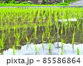 苗代から田んぼに植えられ元気に育つ稲の苗 85586864