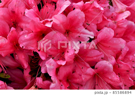 雨露が光るつつじ 85586894