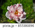 淡いピンク色のバラ・ニュードーン 85586896
