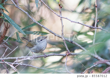 ウグイス 85587012