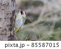 日本固有種アオゲラ 85587015