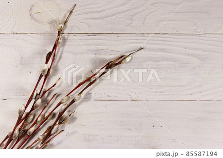 Pussy willow twigs on white wooden background. Top view, copy space Pussy willow twigs on white wooden background. Top view, copy space 85587194