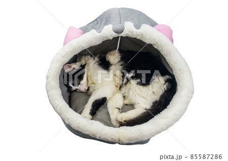Beautiful cat lying in comfortable pet bed isolated on white background Beautiful cat lying in comfortable pet bed isolated on white background 85587286
