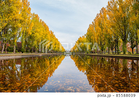 黄色の葉 85588039