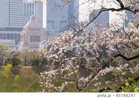 桜、 国会議事堂 85588297
