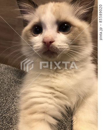 ラグドール 子猫 仔猫 ペット 85589020