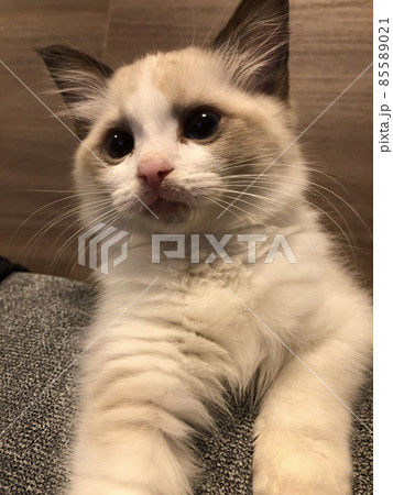 ラグドール 子猫 仔猫 ペット ラグドール 子猫 仔猫 ペット 85589021