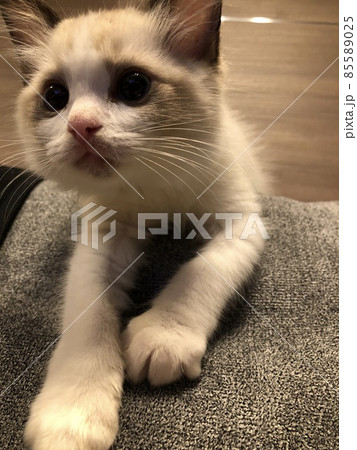 ラグドール 子猫 仔猫 ペット ラグドール 子猫 仔猫 ペット 85589025