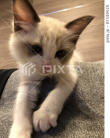 ラグドール 子猫 仔猫 ペット 85589026