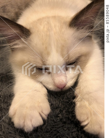 ラグドール 子猫 仔猫 ペット 85589048
