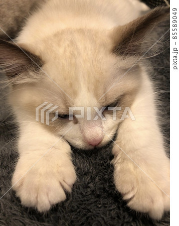 ラグドール 子猫 仔猫 ペット ラグドール 子猫 仔猫 ペット 85589049
