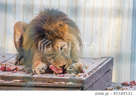 Male lion (Panthera leo) eating meat in a zoo Male lion (Panthera leo) eating meat in a zoo 85589532
