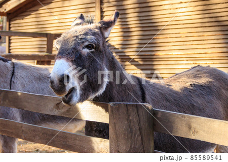 Donkey in a paddock on farmyard 85589541