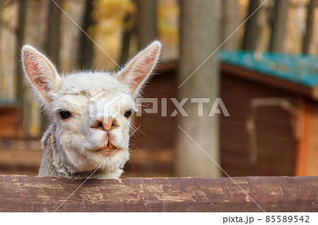 White alpaca (Lama pacos) in a paddock 85589542