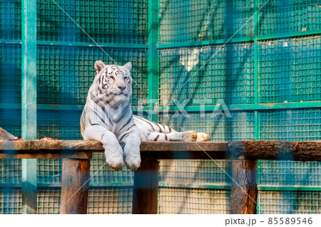 Portrait of the white tiger (Panthera Tigris) Portrait of the white tiger (Panthera Tigris) 85589546