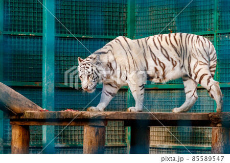 Portrait of the white tiger (Panthera Tigris) 85589547