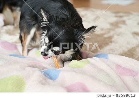 歯磨きオヤツを噛む犬 チワワの写真素材