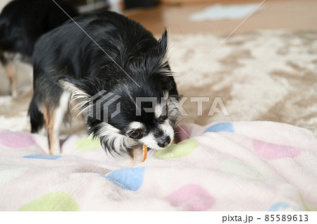 歯磨きオヤツを噛む犬　チワワ 85589613