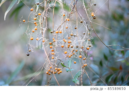 ヤイトバナ(ヘクソカズラ)の果実 ヤイトバナ(ヘクソカズラ)の果実 85589650