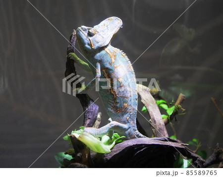 大阪　吹田　ニフレル　動物　光量化のエボシカメレオン（動物園、梅雨） 85589765