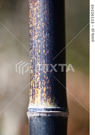 黒竹の節 85590349