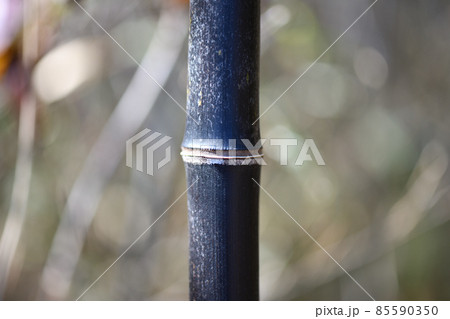 黒竹の節 85590350