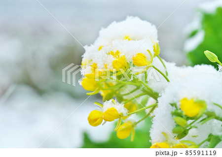 雪をかぶった菜の花 雪をかぶった菜の花 85591119