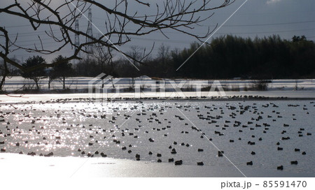 半分以上凍る清潟と鴨の集団 85591470