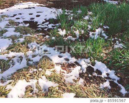 雪が残る地面 85591567