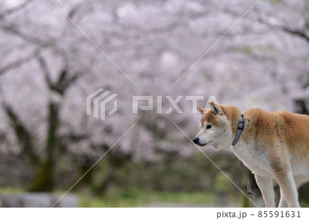 柴犬と桜 柴犬と桜 85591631