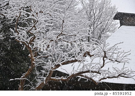 首都圏に降る雪景色 85591952