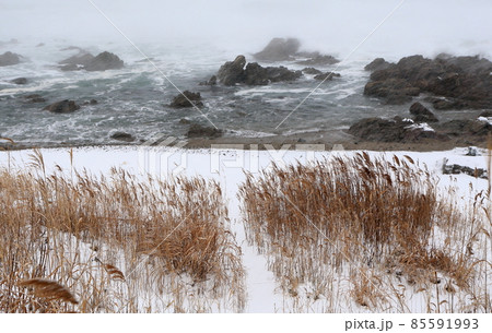 冬の海岸雪とススキの風景 85591993