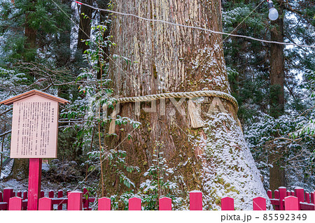 （神奈川県）箱根神社　安産杉 85592349