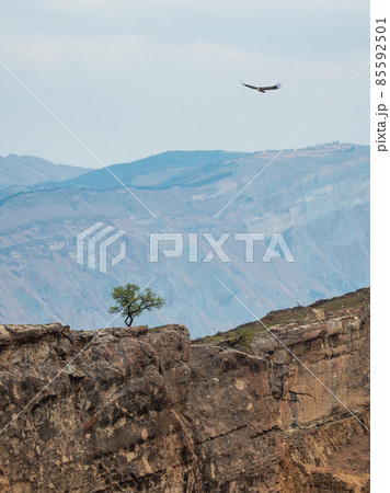 Lonely tree growing on top of the cliff. Green tree growing on top of the rock. Dramatic alpine scenery with high mountain valley in sunlight and in shadow under cloudy sky. Vertical view. Lonely tree growing on top of the cliff. Green tree growing on top of the rock. Dramatic alpine scenery with high mountain valley in sunlight and in shadow under cloudy sky. Vertical view. 85592501