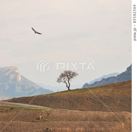 Lonely tree growing on top of the cliff. Green tree growing on top of the rock. Dramatic alpine scenery with high mountain valley in sunlight under pink cloudy sky. Square background. 85592504