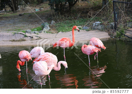 池に何羽もいるベニイロフラミンゴの風景 85592777